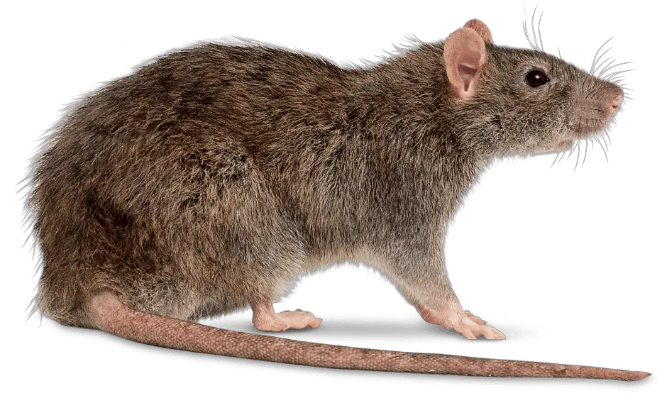 Rat Right Transparent Png Kangaroo Rat Transparent Background Rat Transparent
