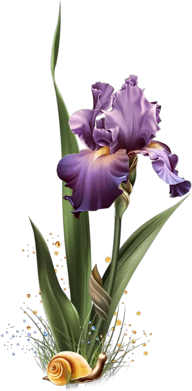 345c8b14 Png Orris Root Iris Flower Png