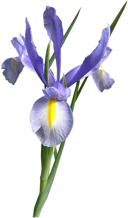 Dutch Iris Blue Flower Cut Out Iris Flower Png Iris Flower Png