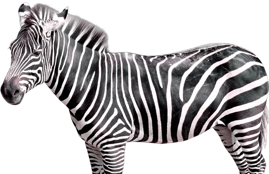 Realistic Zebra Transparent Free Png Zebra Png Zebra Transparent Background