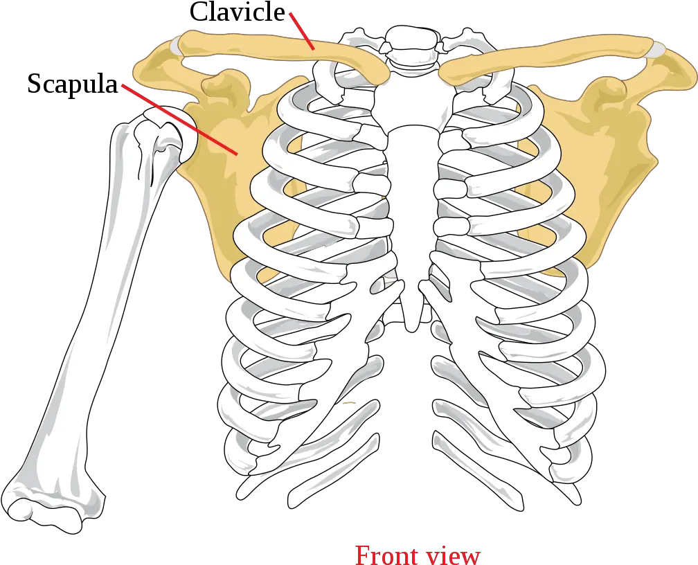 Scapula Wikipedia Jacked Up Shoulders Png Bone Transparent
