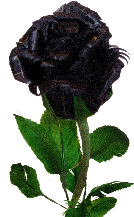 Black Rose Budding Zpsc6f2fb6d U2014 Imgbbcom Real Rose Flower Black Colour Png Black Roses Png