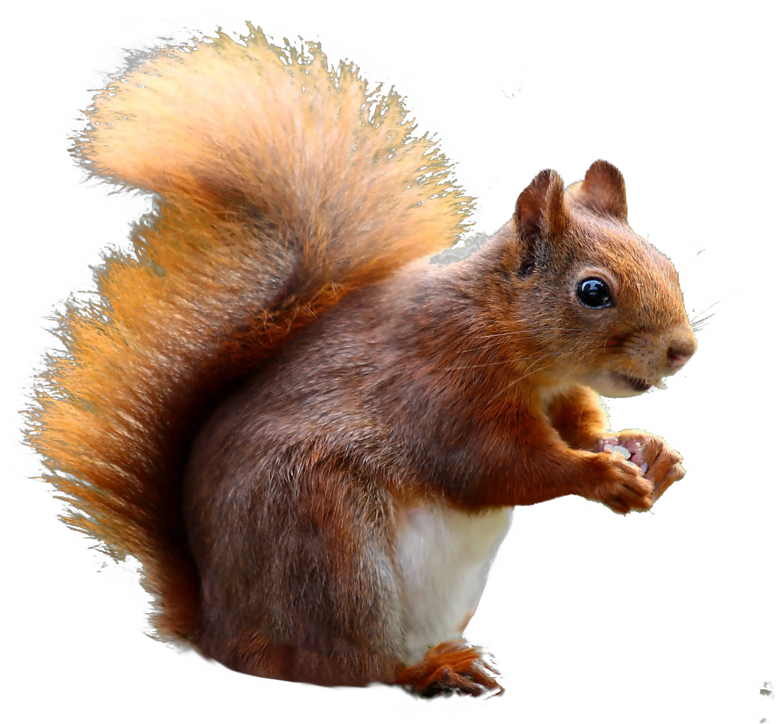 Squirrel Png Photo Image Play Squirrel Png Transparent $ Png