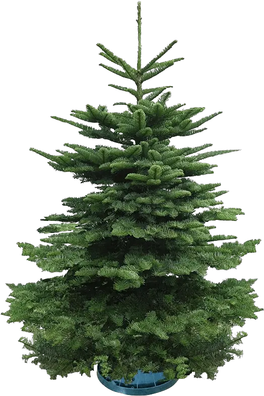Real Christmas Tree 45 Feet Boreal Conifer Png Christmas Tree Branch Png