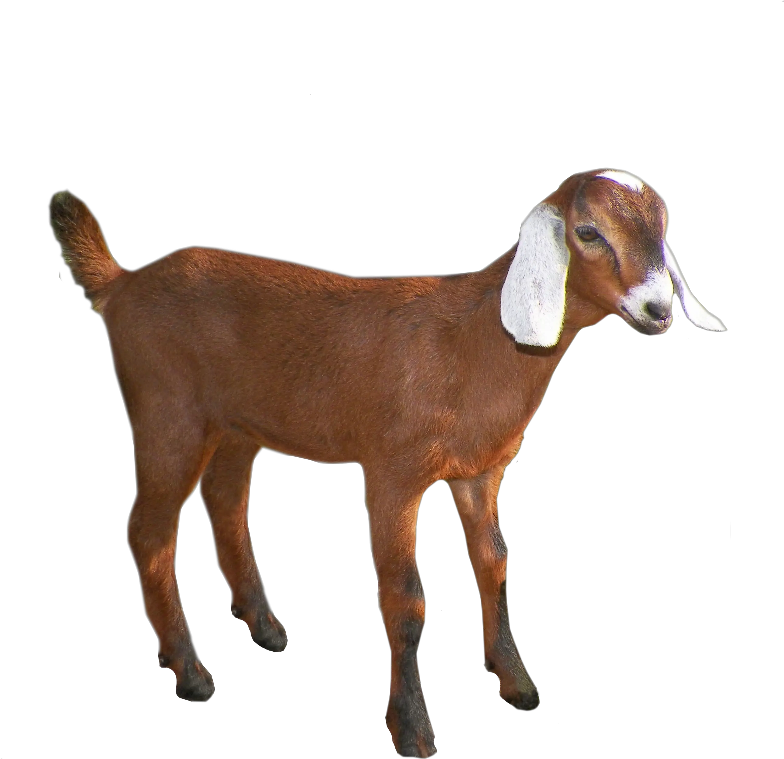 Goat Png Clipart Transparent Background Goat Goats Png