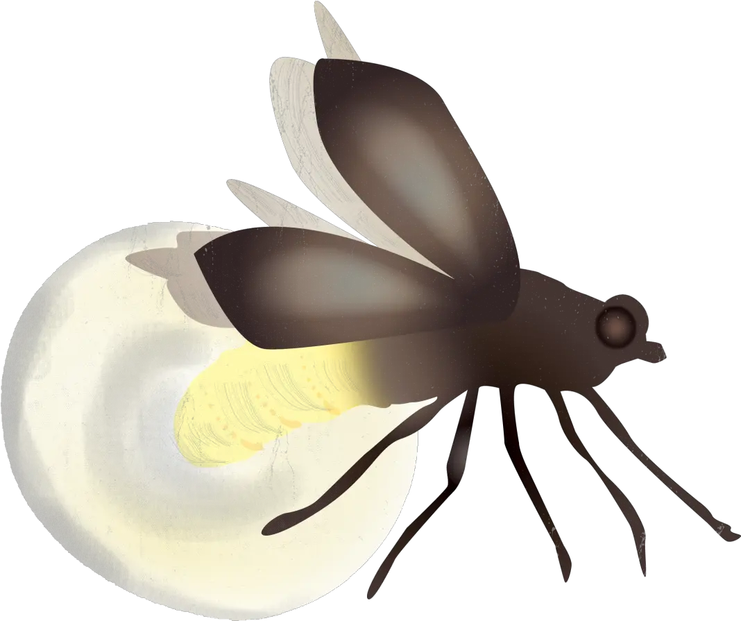 Transparent Bugs Firefly Firefly Png Firefly Png