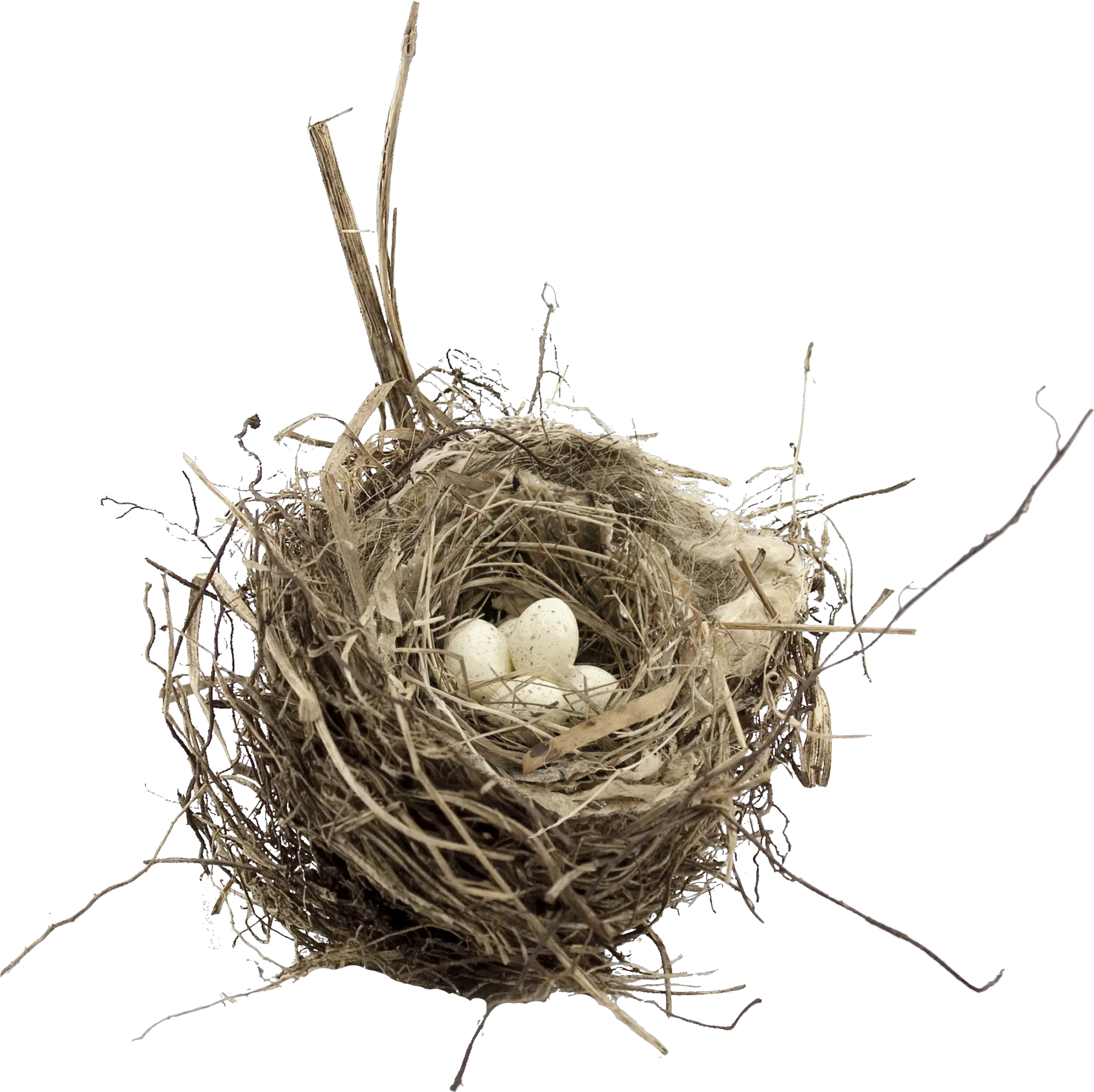 Nest Png Birds Nest Transparent Background Nest Png