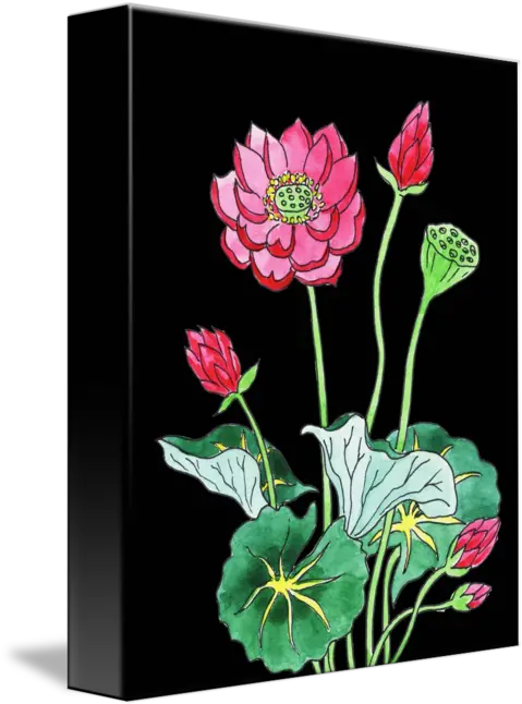 Lotus Flower Watercolor With Black Lotus Flower Black Background Png Lotus Flower Transparent Background