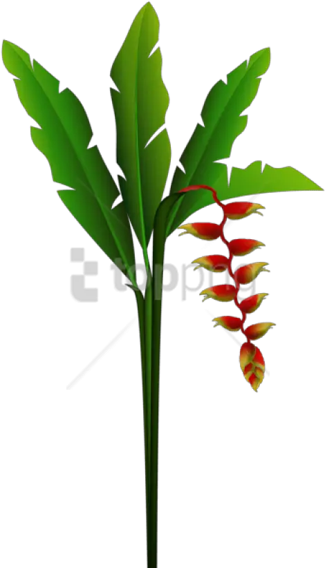 Exotic Red Tropical Flower Png Portable Network Graphics Tropical Flower Png
