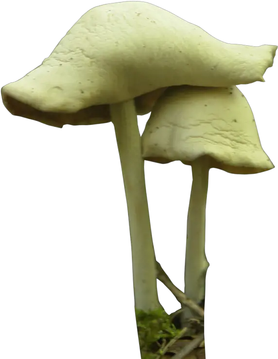 Download Free Png Mushroom Festival Fungus Psilocybin Fungi Png Mario Mushroom Png