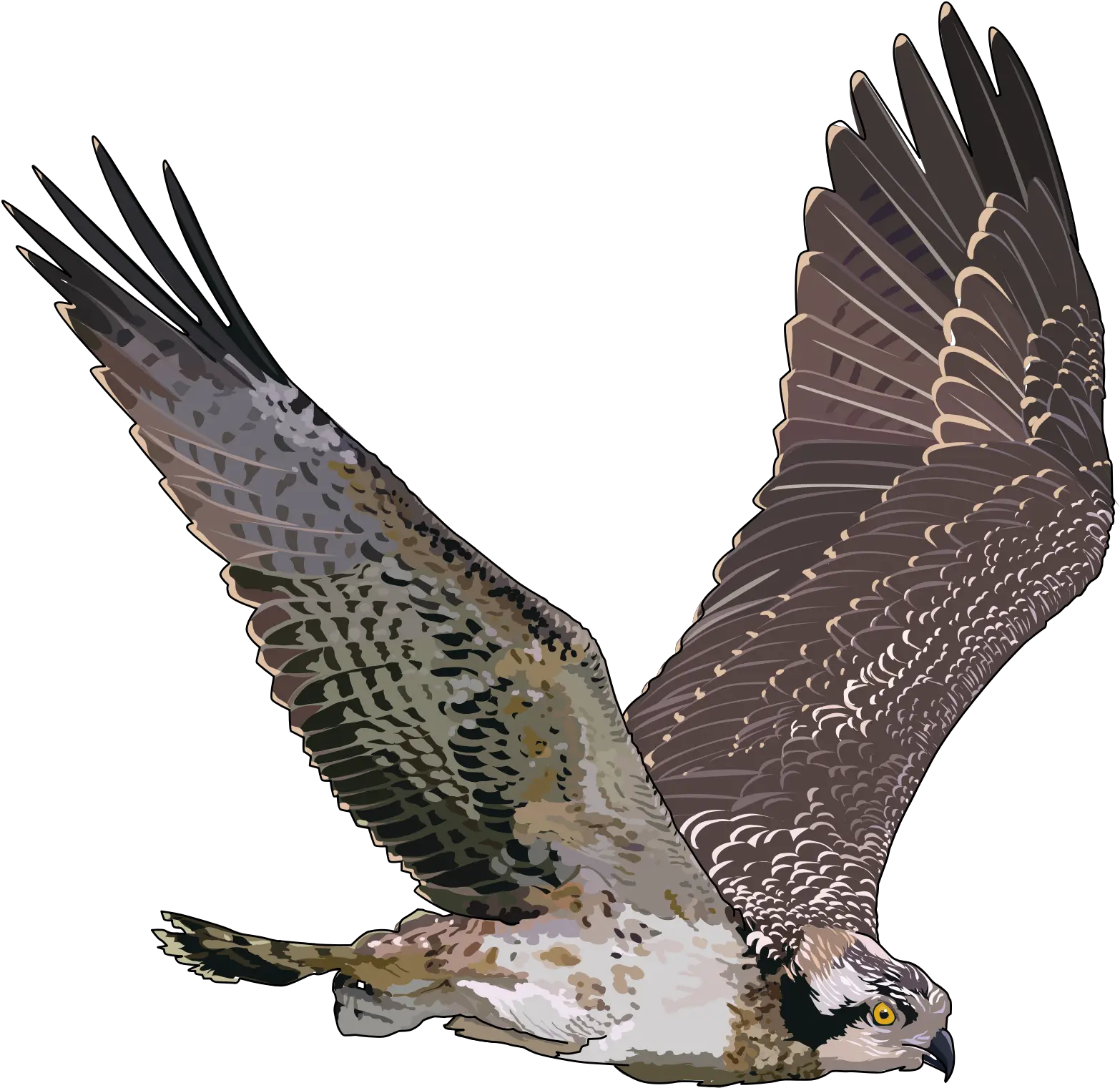 Falcon Png Falcon Png Falcon Png