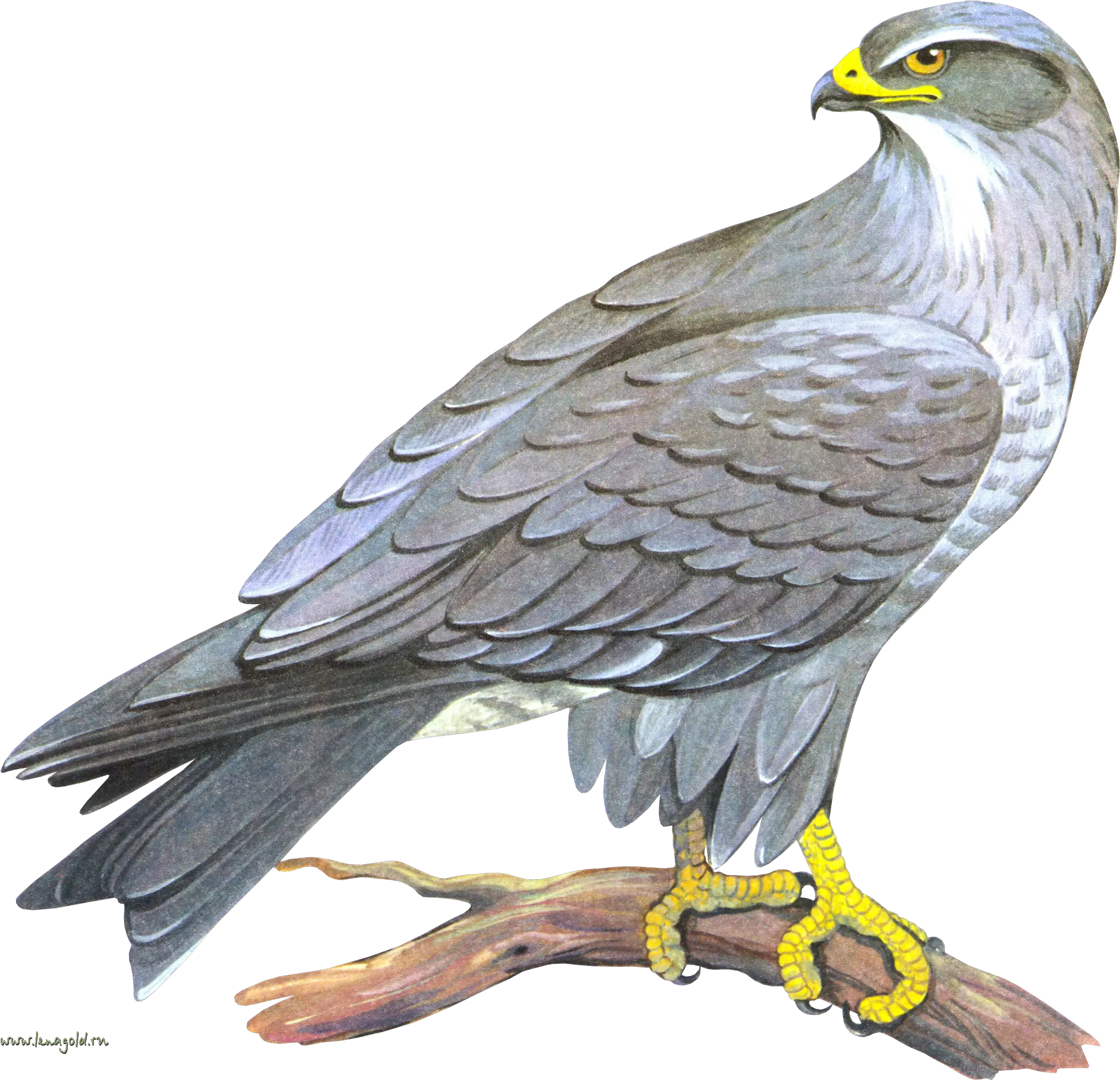 Falcon Png Falcon Png Falcon Png