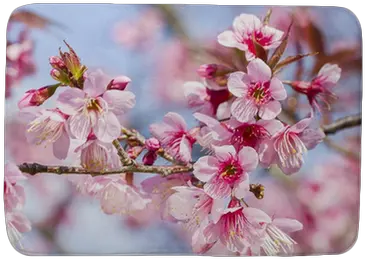 Cherry Blossoms Or Sakura Flower In Full Bloom Bath Mat U2022 Pixers We Live To Change Sakura Blomst Png Sakura Petal Png