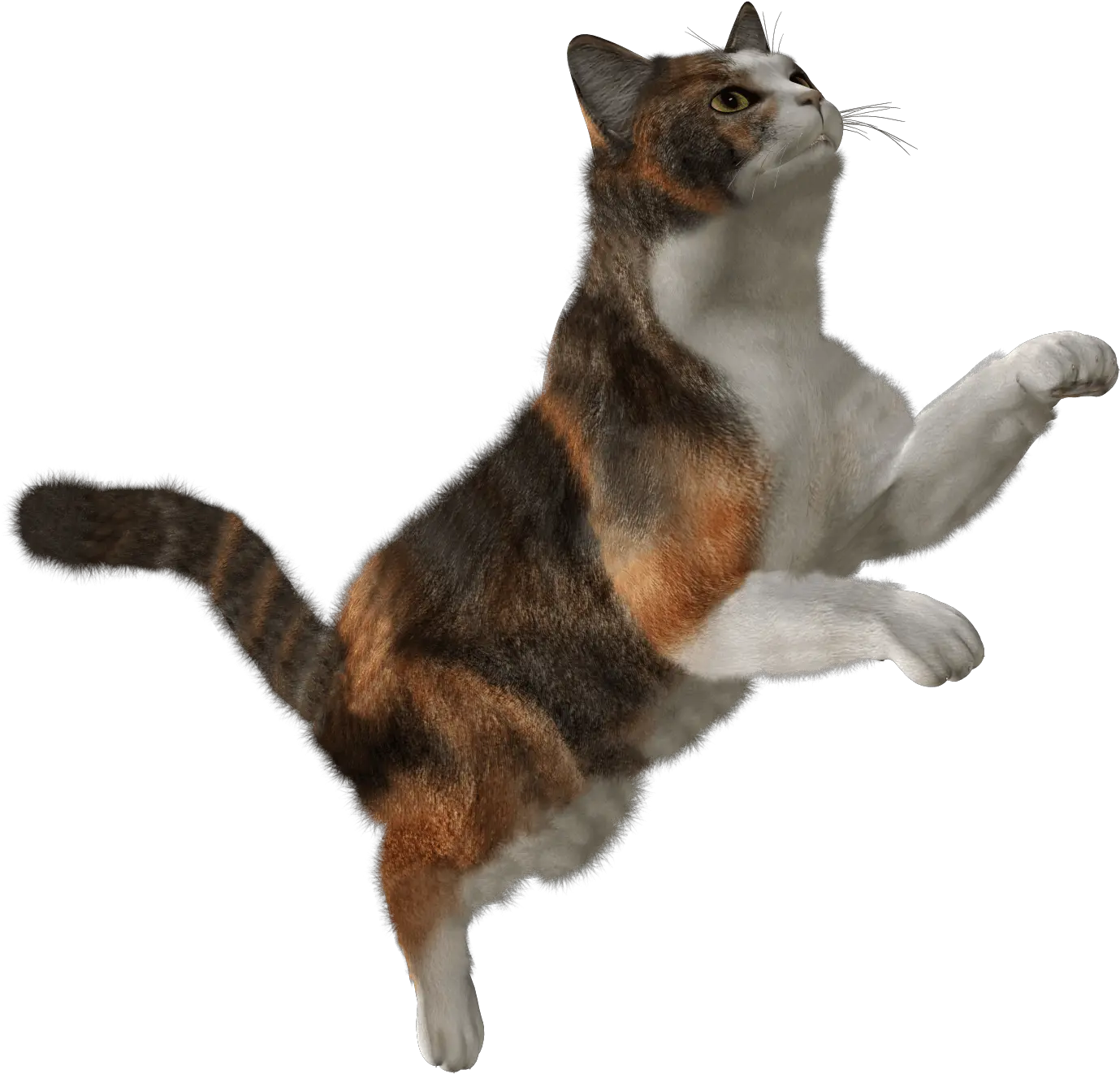 Cute Cat Png Image Download Picture Kitten Transparent Flying Cat Png Cat With Transparent Background