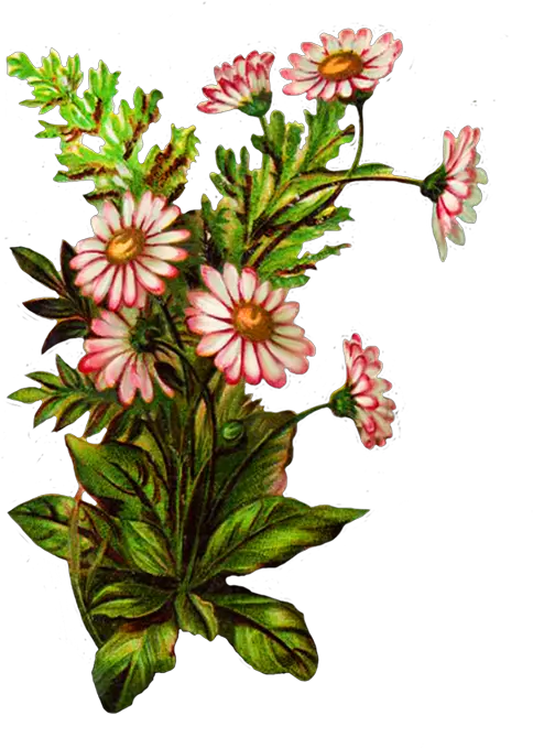 Digital Scrapbooking Flowers Clip Art Png Flower Transparent Background