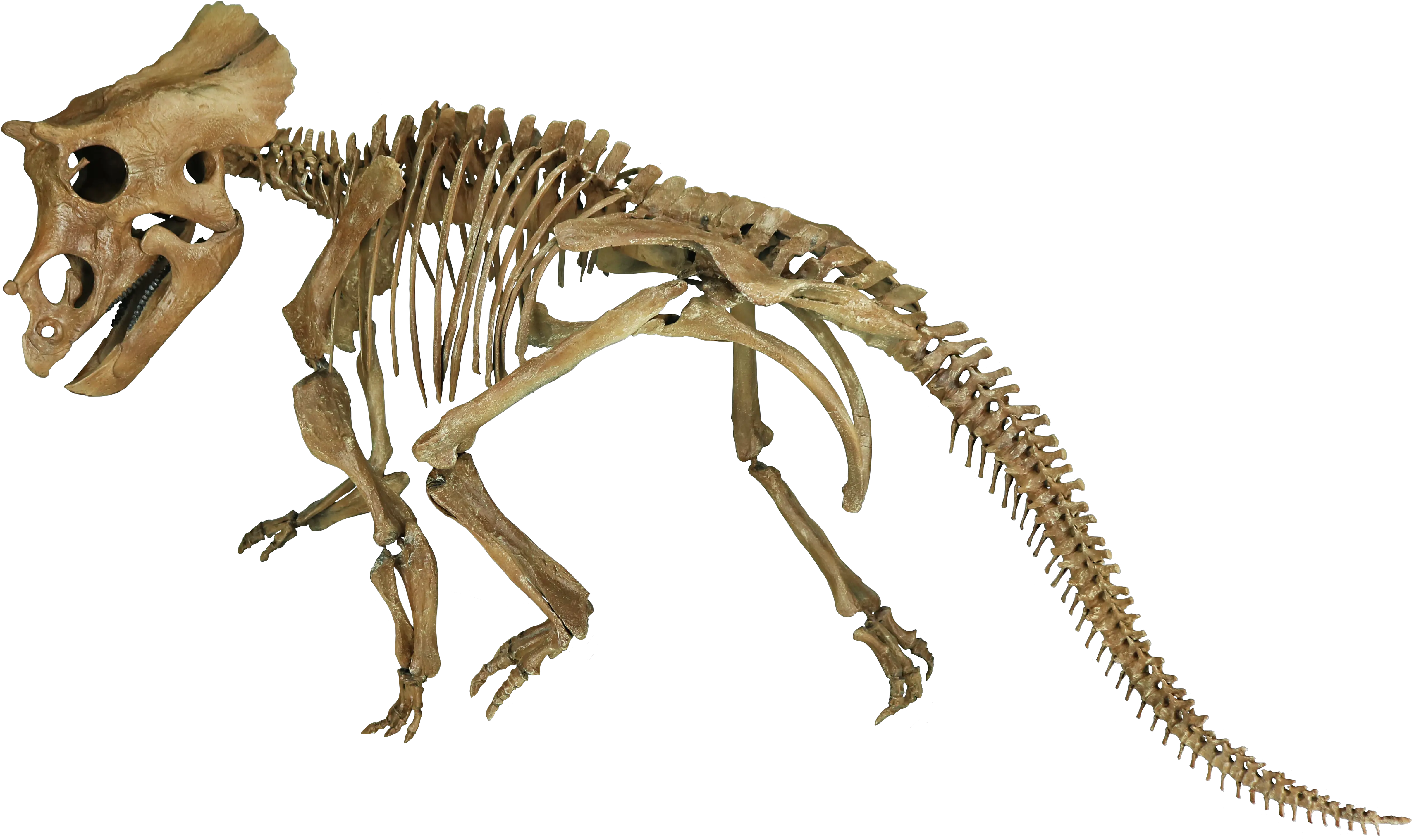 Triceratops Juvenile By Triebold Paleontology Inc Triceratops Png Dinosaur Skull Png