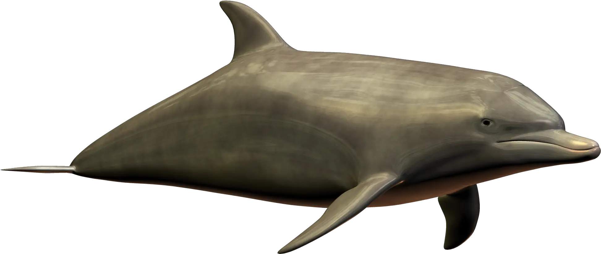 Dolphin Icon Clipart Portable Network Graphics Png Dolphin Clipart Png