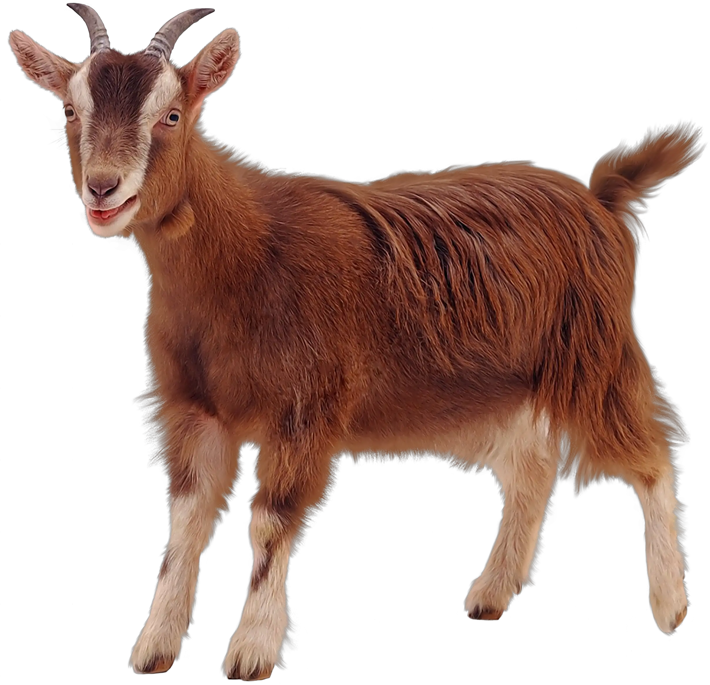 Goats Goat Picture White Background Transparent Background Goat Png Goats Png