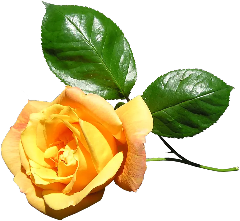 Download Hd Yellow Rose Stem Flower Yellow Rose With Stem Png Yellow Rose Transparent