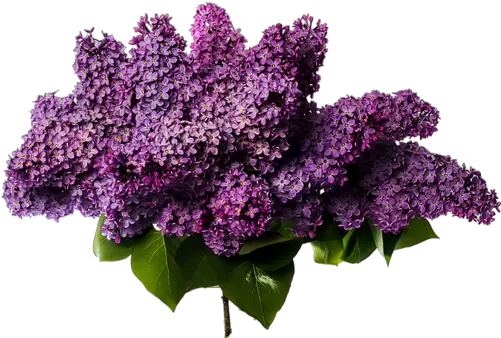 Download Lilac Png Photos Lilac Png Lilac Png