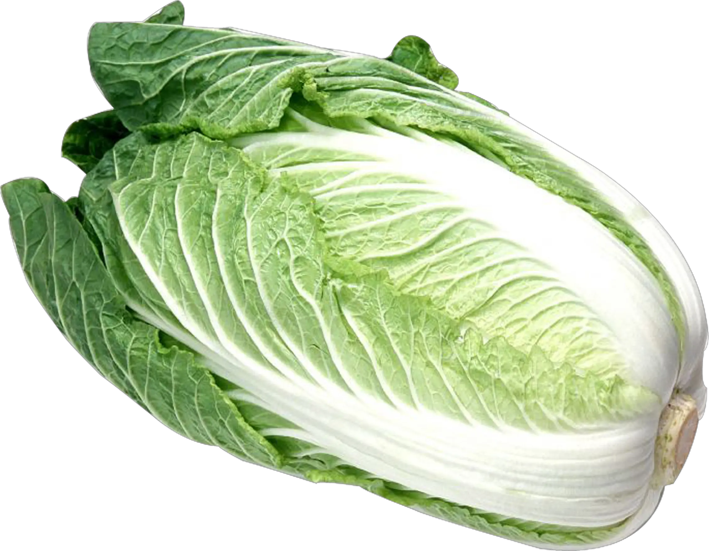 Napa Cabbage Png Picture 484208 Foreign Cabbage Cabbage Png