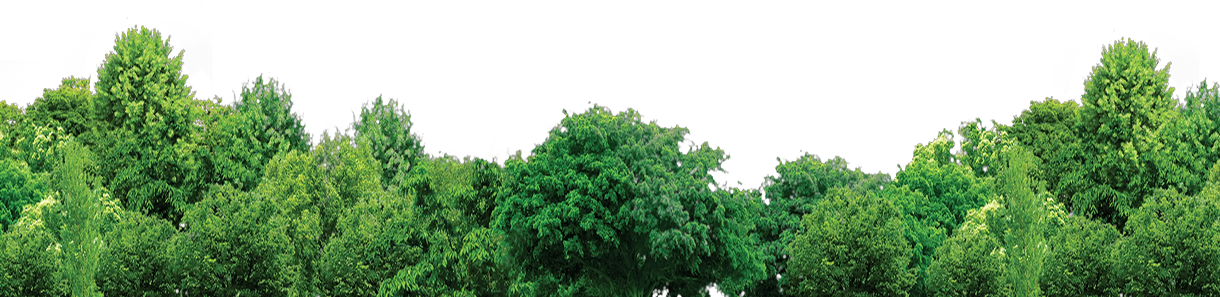 Tree Forest Trees Free Hd Image Transparent Background Trees Png png