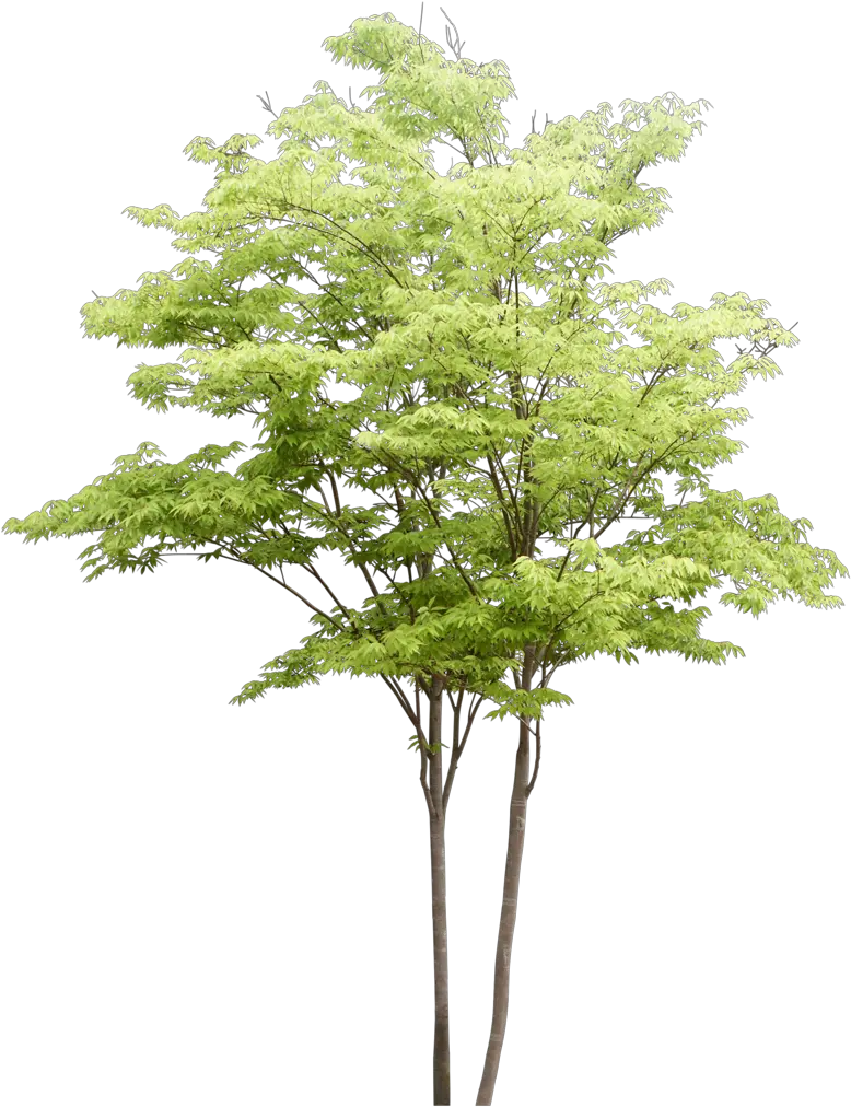 Populus Nigra Tree Trees Watercolor Architecture Pattern Trees For Architectural Rendering png