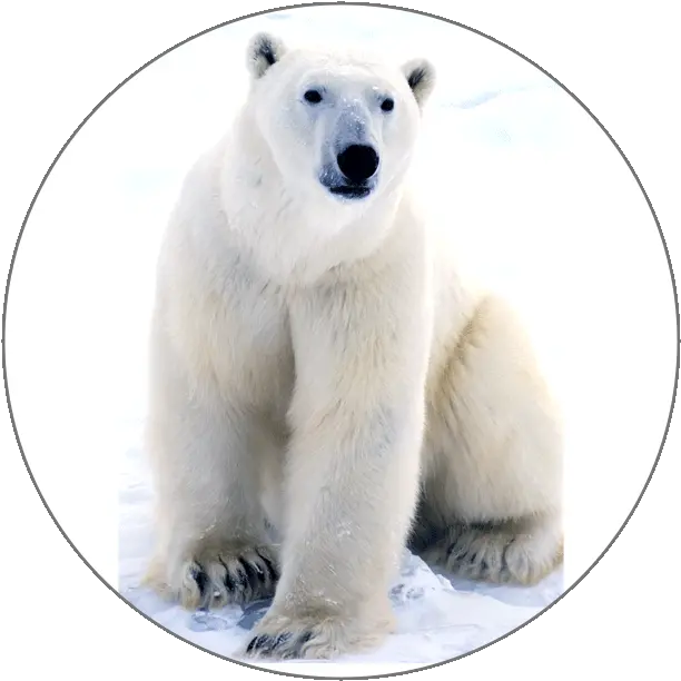 Learn French Alphabets Polar Bear Near The Arctic Circle Png Polar Bear Icon