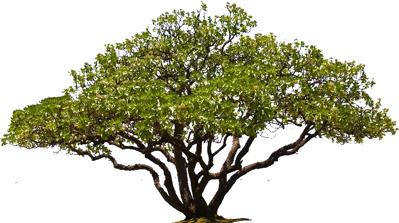 Transparent Background Oak Tree Photoshop Trees Png Transparent Background Tree Png png