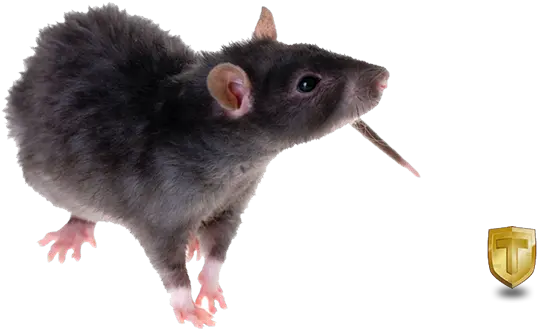 Download Black Rat Png Image Black Rat Young Black Rat Rat Png