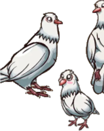 White Dove Homing Pigeon Png White Dove Png