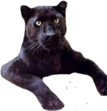 Black Panther Psd Official Psds Black Panther Png Black Panther Logo Transparent