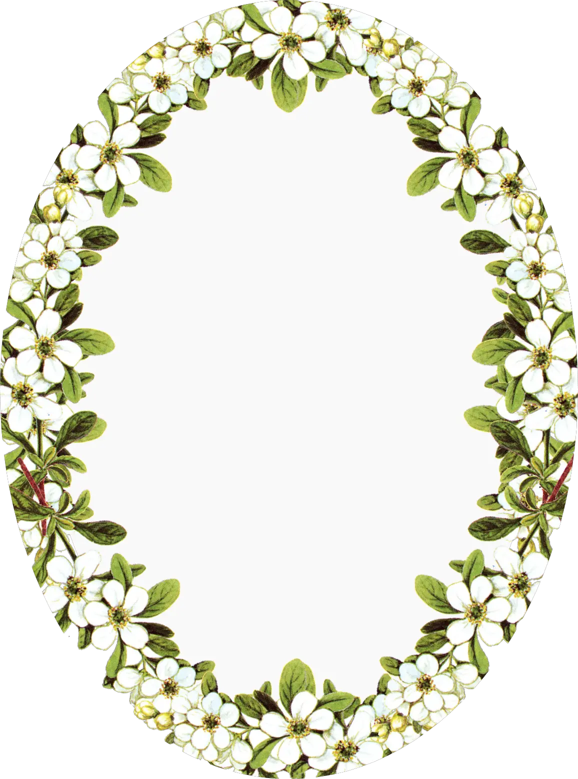 Transparent Oval Frame Png Vintage Flower Frame Png png