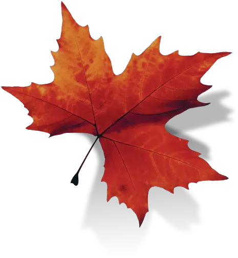 Canada Leaf Free Png Transparent Canada Leaf Backgournd Canada Maple Leaf Png