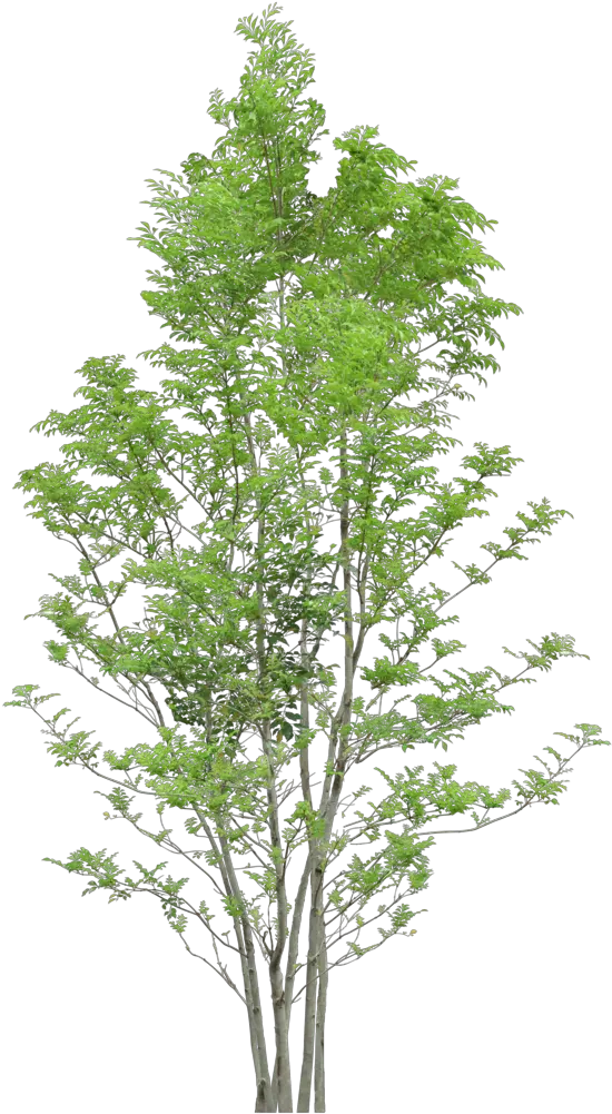 Tree Trees Png Download Free Clipart Png Trees png