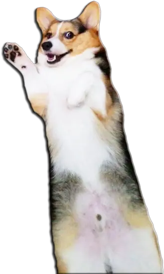 Corgi Butt Transparent Background Png Butt Transparent Background Corgi Transparent