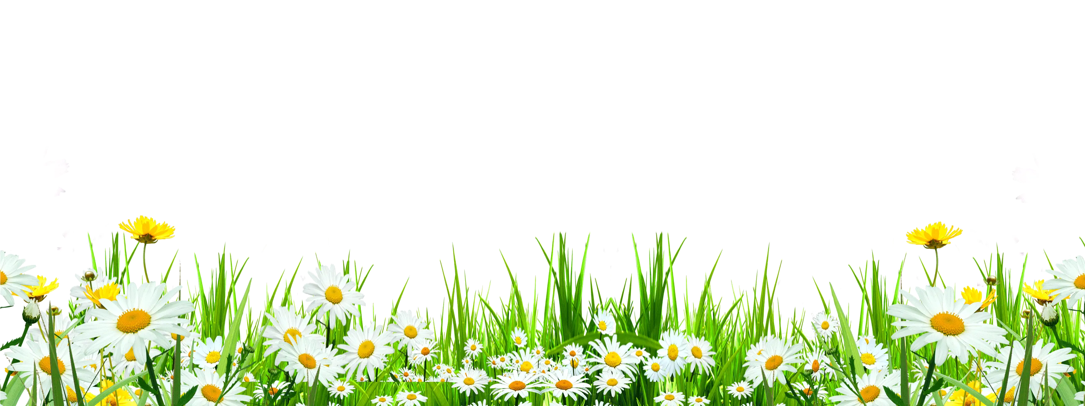 Svg Library Flower Download Icon Cute Flowers Roadside Flowers Weeds Png png