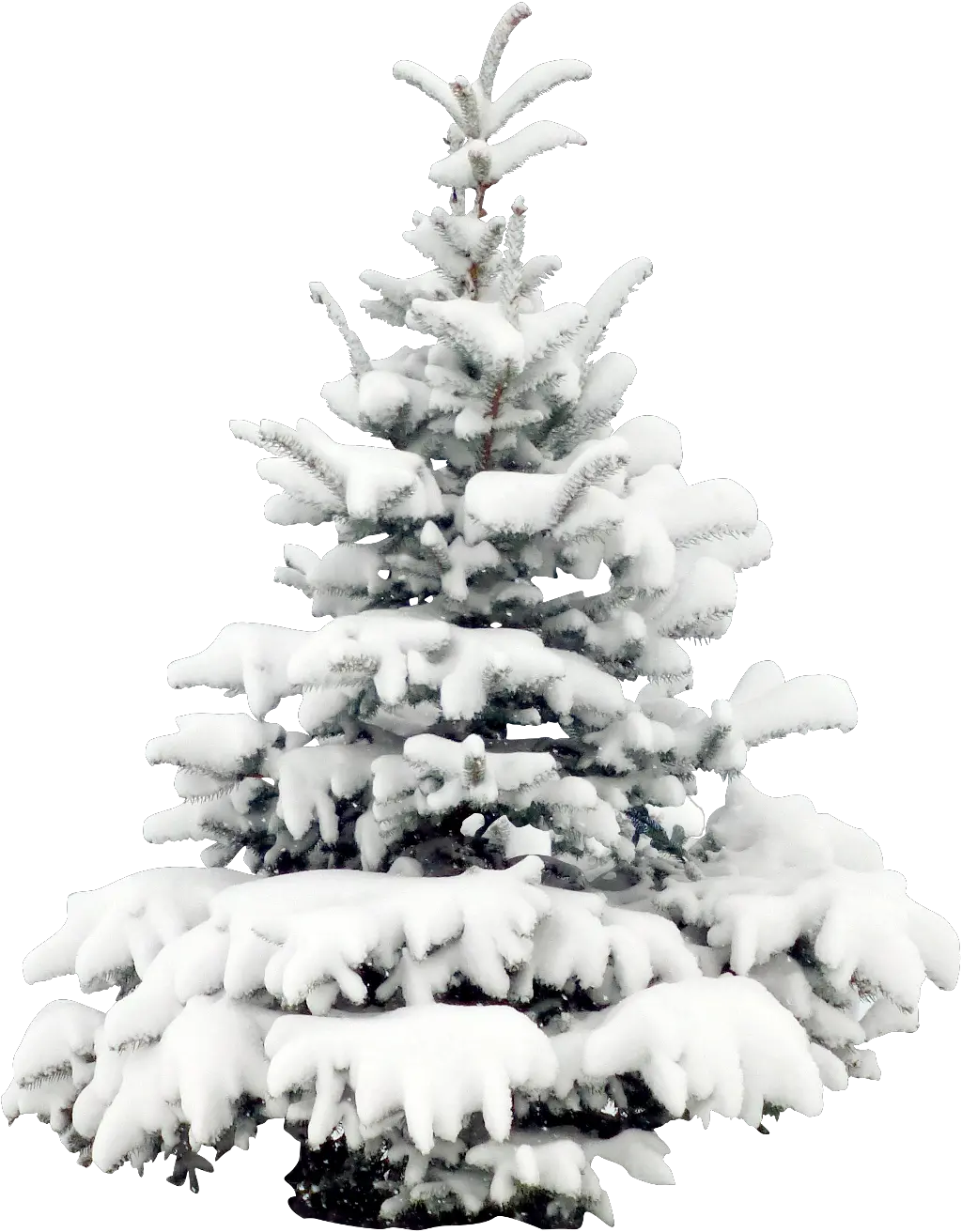 tree trees winter snow terrieasterly Snowy Christmas Tree Png png