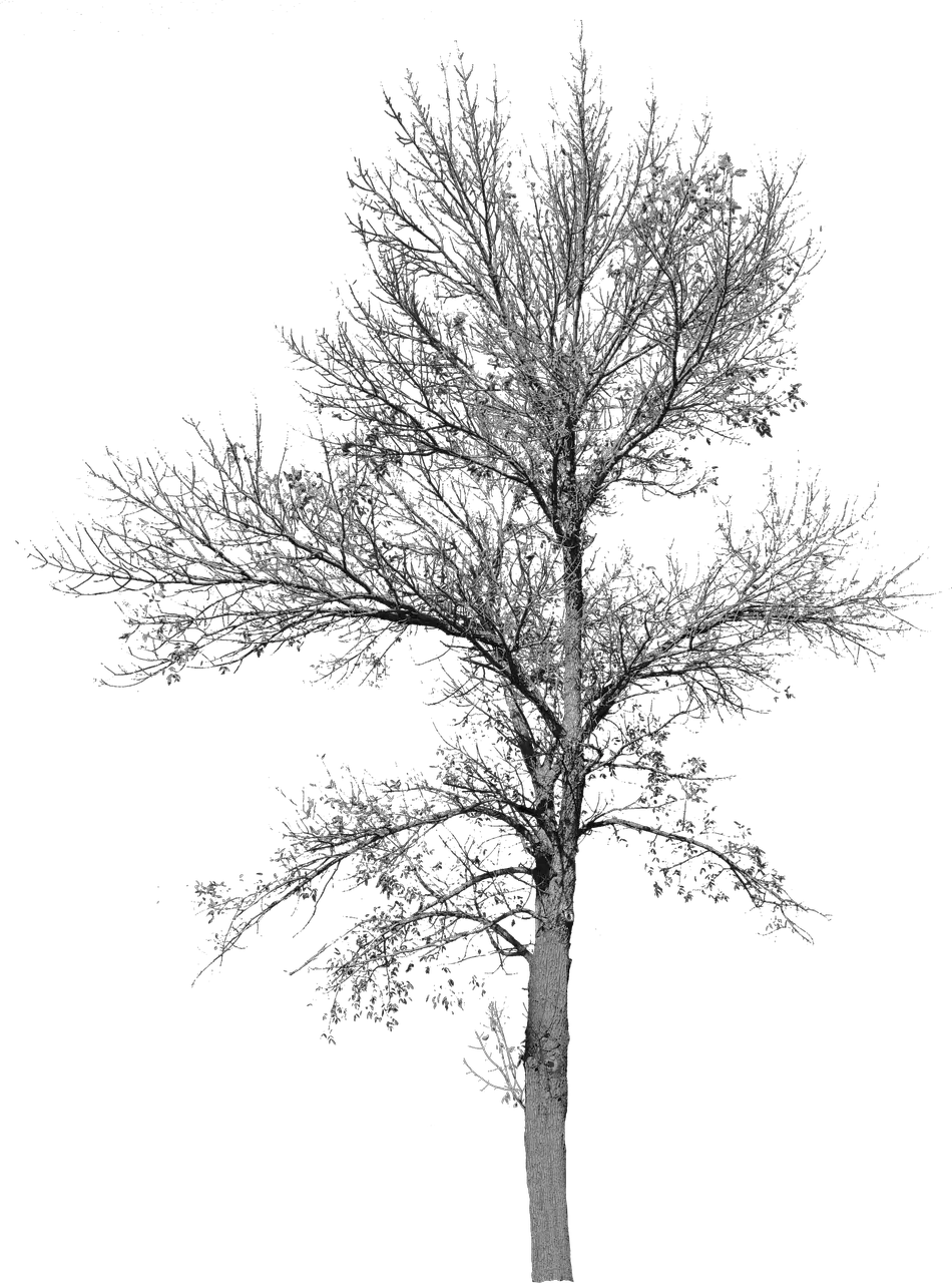 Tree With No Leaves Tree With No Background Bare Tree Winter Tree Cut Out png