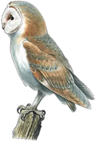 Barn Owl Swallow Bird Pellet Barn Owl Png Barn Owl Png