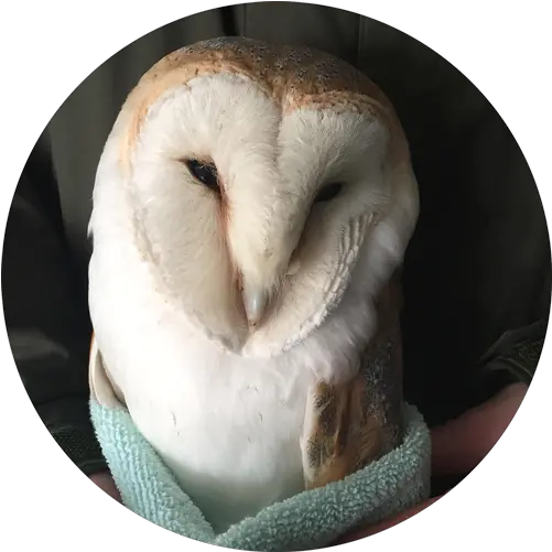 Ob Save Our Sanctuary Suffolk Owl Barn Owl Png Barn Owl Png