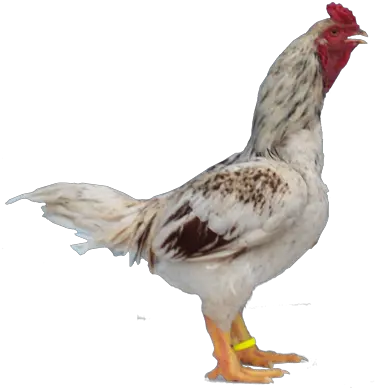 Indian Hen Png 2 Image Indian Hen Png Hen Png