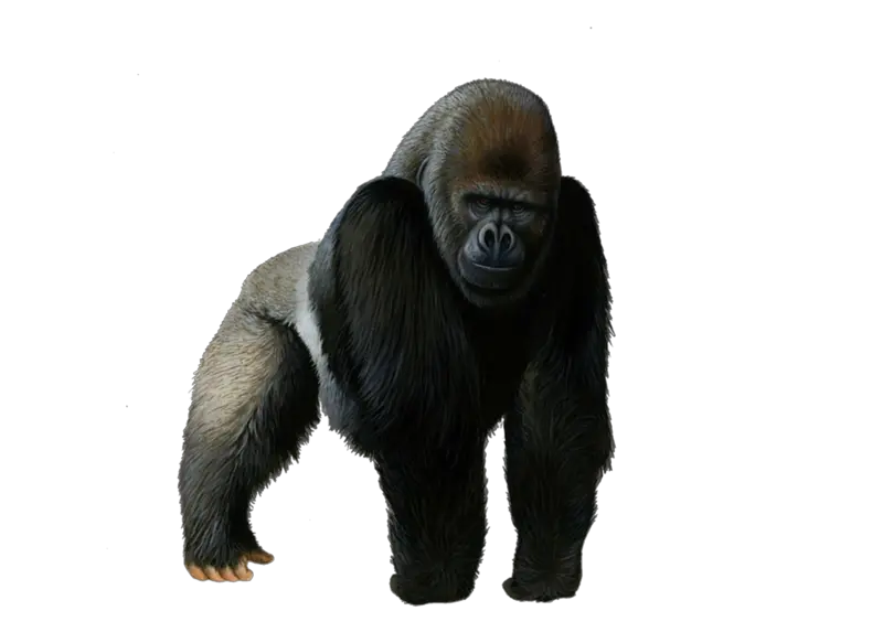 Png Gorilla Images Transparent Gorilla Png Transparent Gorilla Png