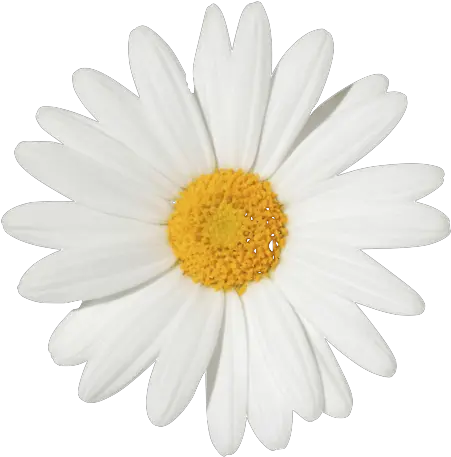 Margarita Flor Png Image Daisy Flower White Background Margarita Png