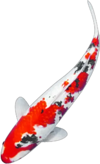 Koi Carp A Beautiful Colored Fish To Fish In Water Png Koi Png