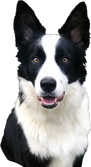 Border Collies Dysynnidogs Border Collie Png Border Collie Png