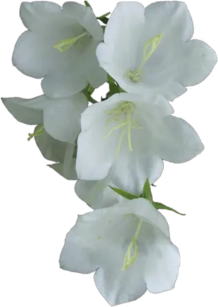 White Flower Png Flowers White Flower Png Funeral White Flowers Png