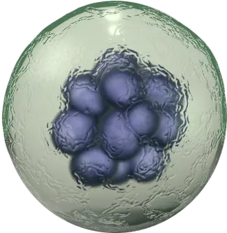 Png Transparent Body Cell Transparent Cell Png Body Png