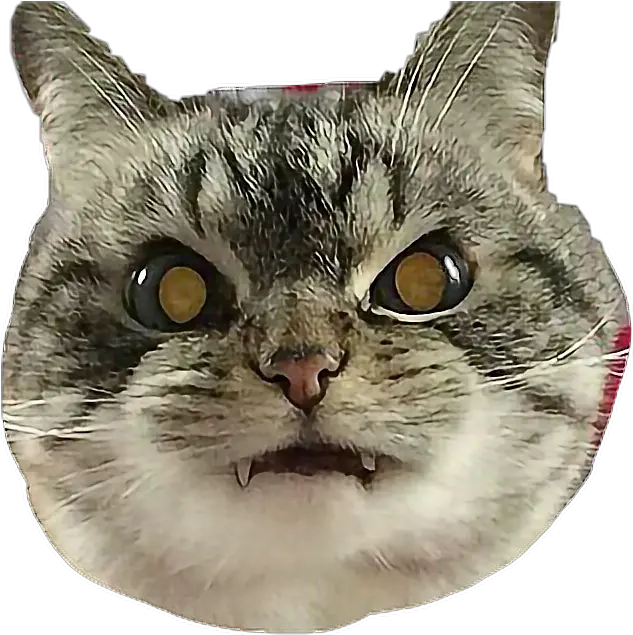 Cat Png Angry