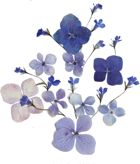 Blue Flowers Png Tumblr 7 Image Blue Dried Flowers Png Blue Flower Transparent Background